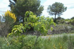 Picture of listing #328547172. Land for sale in Saint-Pons-de-Mauchiens