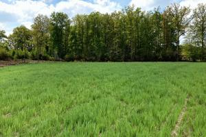 Picture of listing #329545070. Land for sale in Saméon