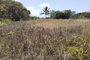 Picture of listing #329970859. Land for sale in Macouria