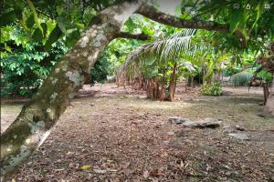 Picture of listing #330071506. Land for sale in Afareaitu