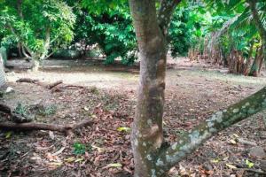 Picture of listing #330344602. Land for sale in Temae