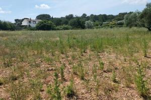 Picture of listing #330624023. Land for sale in Clermont-l'Hérault