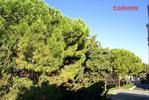 Picture of listing #91317893. Appartment for sale in Montpellier